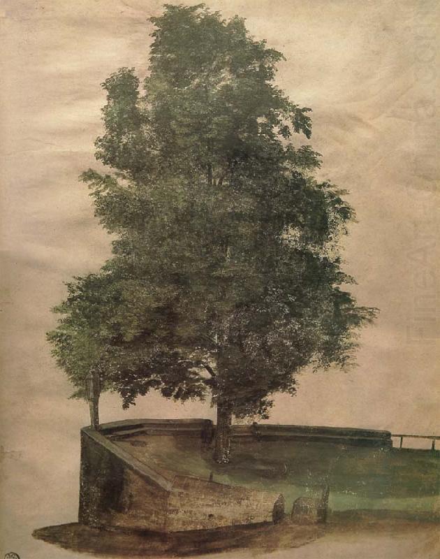 Linden Tree on a Bastion, Albrecht Durer